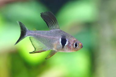 Güzel siyah hayalet tetra balığı