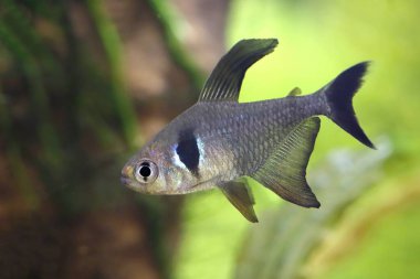 Güzel siyah hayalet tetra balığı