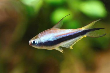 Akvaryumdaki güzel imparator tetra balığı.