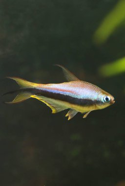 Akvaryumdaki güzel imparator tetra balığı.