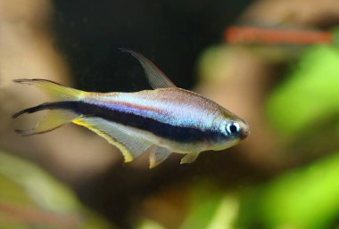 Akvaryumdaki güzel imparator tetra balığı.