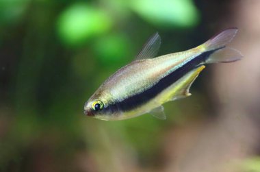 Akvaryumdaki güzel imparator tetra balığı.