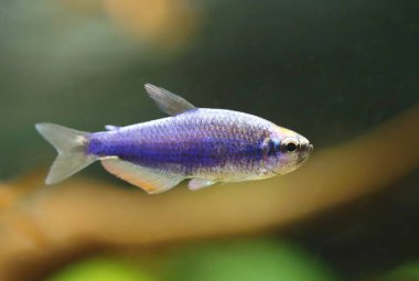 Akvaryumdaki mavi kraliyet tetra balığı
