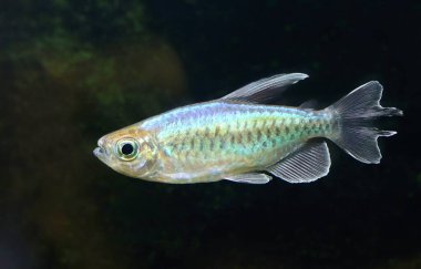 Akvaryumdaki güzel renkli Kongo tetra balığı