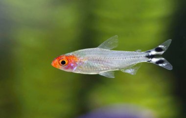 Akvaryumdaki güzel burunlu tetra balığı.