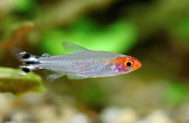 Akvaryumdaki güzel burunlu tetra balığı.