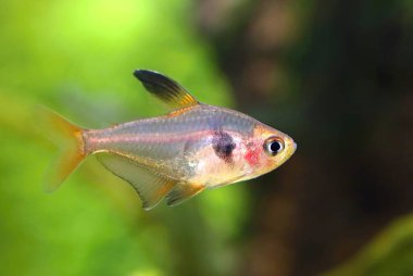 Akvaryumdaki güzel kırmızı hayalet tetra