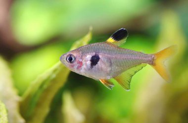 Akvaryumdaki güzel kırmızı hayalet tetra