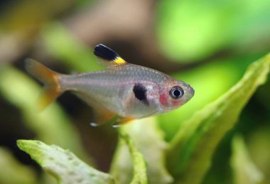 Akvaryumdaki güzel kırmızı hayalet tetra