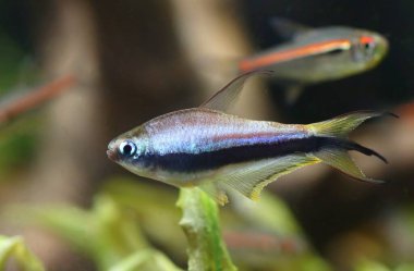 Güzel mavi imparator tetra balığı. 