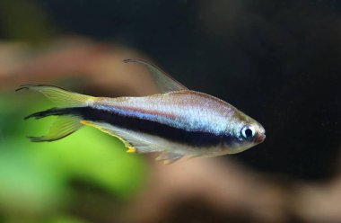 Güzel mavi imparator tetra balığı. 