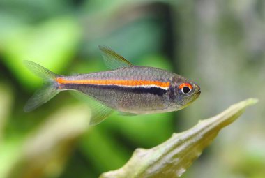 Akvaryumdaki güzel kırmızı çizgi tetra balığı