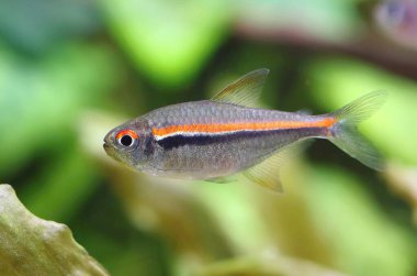 Akvaryumdaki güzel kırmızı çizgi tetra balığı