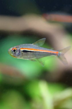 Akvaryumdaki güzel kırmızı çizgi tetra balığı