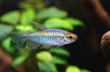Akvaryumdaki çok renkli kongo tetra balıkları