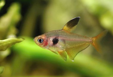 Akvaryumdaki güzel kırmızı hayalet tetra balığı