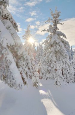 Dev dağlarda güzel karlı orman