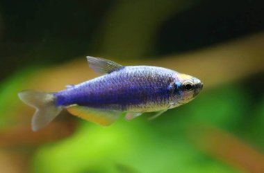Akvaryumdaki güzel mavi tetra balığı.