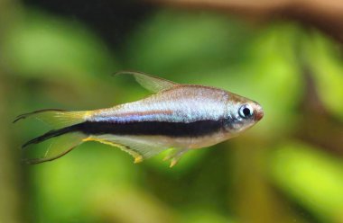 Güzel imparator tetra akvaryumdaki balık erkeği.