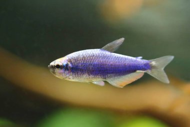 Akvaryumdaki güzel mavi tetra balığı.