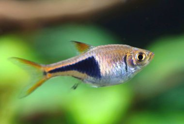 Akvaryumdaki güzel palyaço rasbora balığı