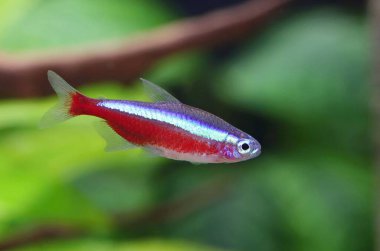 Akvaryumdaki güzel kırmızı kardinal tetra