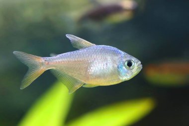 Akvaryumdaki mavi kırmızı Kolombiya tetra balığı