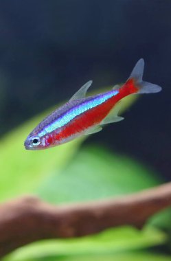 Akvaryumdaki güzel kırmızı kardinal tetra