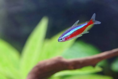 Akvaryumdaki güzel kırmızı kardinal tetra