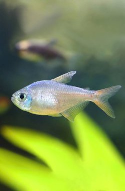 Akvaryumdaki mavi kırmızı Kolombiya tetra balığı