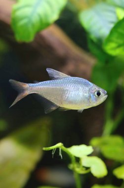 Akvaryumdaki mavi kırmızı Kolombiya tetra balığı