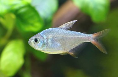 Akvaryumdaki mavi kırmızı Kolombiya tetra balığı