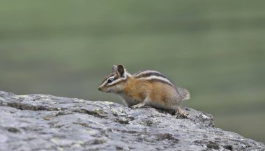 Yellow-pine chipmunk on the shore of the Avalanche Lake in Glacier National park, Montana, USA clipart