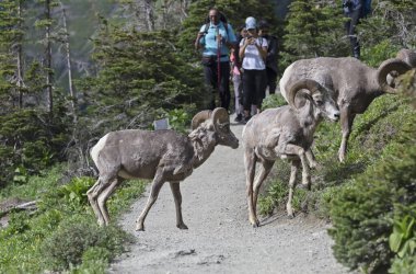 Buzul Ulusal Parkı, Montana, ABD - 12 Temmuz 2018: Turistler parkta vahşi koyun sürüsüyle karşılaştı