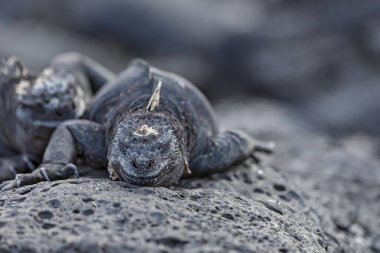 Marine iguana resting on the rocks on the Galapagos Islands, Ecuador clipart