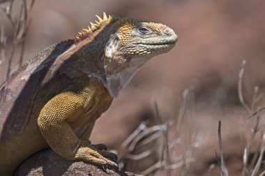 Galapagos land iguana in natural environment on the North Seymour Island