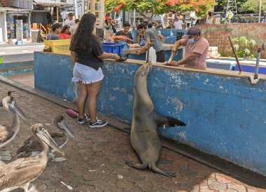 Puerto Ayora, Santa Cruz island, Galapagos - March 18, 2022: Sea lion is begging for food at the fish market stall clipart