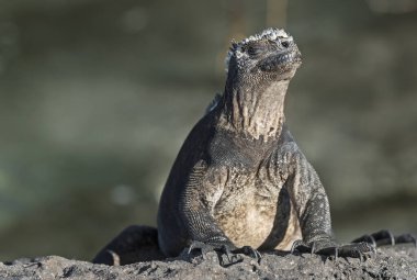 Galapagos Marine iguana basking in the sun. Proud and funny face expression. clipart