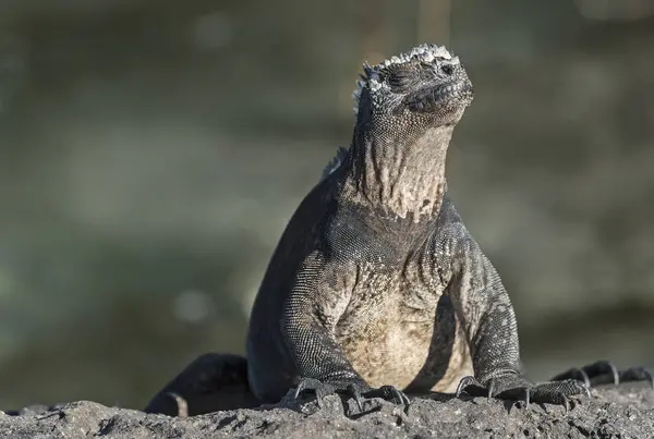 stock image Galapagos Marine iguana basking in the sun. Proud and funny face expression.