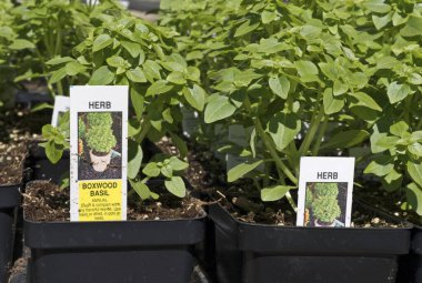 Boxwood fesleğeni kapları betimleyici etiketlerle dolu.