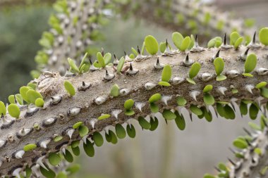 Close up of Alluaudia procera Drake succulent plant. Madagascar ocotillo in New Mexico. clipart