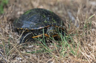 Red eared slider turtle front view.Brazos Bend State Park, Texas, USA.