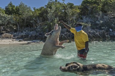 Domuz Adası, Exuma, Bahamalar - 26 Aralık 2021: Yüzme Domuzları Domuz Sahili 'ndeki ziyaretçilerle etkileşim halindeler.