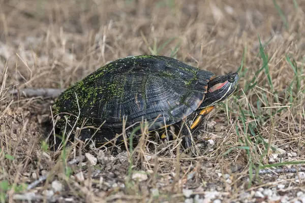 stock image Red eared slider turtle - a semi aquatic turtle on the shore hiding in the grass.View from the side. Brazos Bend State Park, Texas, USA.