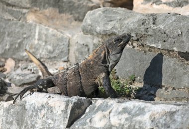 Siyah dikenli iguana Tulum, Meksika 'da güneşin altında güneşleniyor..