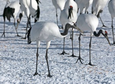 Japon turnası kış boyunca doğal olarak korunuyor. Hokkaido, Japonya.