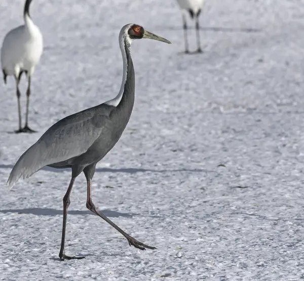 stock image Wild and rare White-naped crane in the snowy winter field on Hokkaido island. Japan.