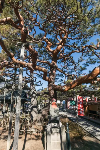 stock image Jizo statue in the Zenkoji Buddhist temple courtyard. The statue sits under an impressive pine tree with its branches spread wide.