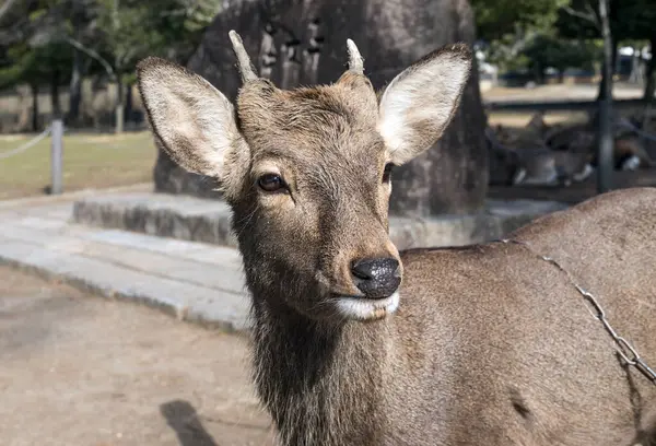 stock image Young sika deer stag in Nara park, Japan