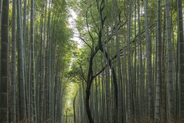 Arashiyama Bamboo forest consists mostly of moso bamboo or Phyllostachys edulis, native to Japan. clipart